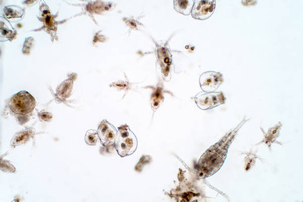 istock Marine aquatic plankton under the microscope view. 1272991894