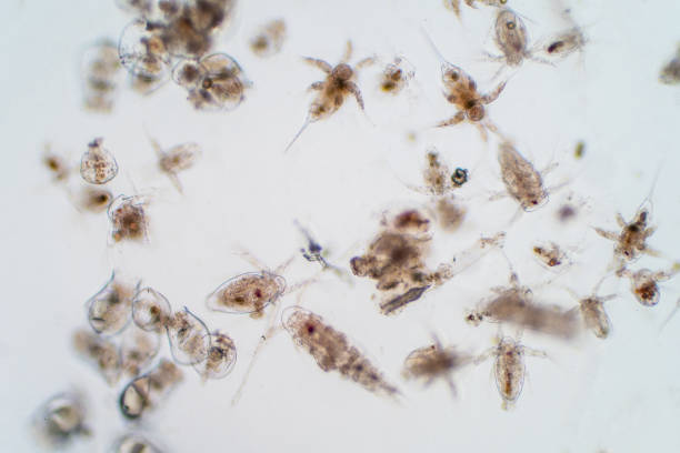 istock Marine aquatic plankton under the microscope view. 1272991906