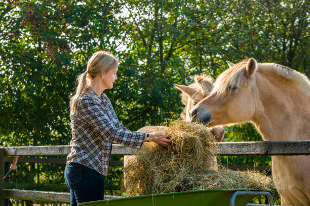 Woman feeding her horses