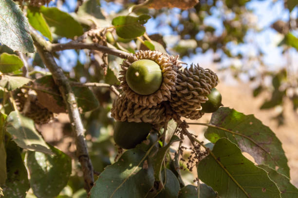 ドングリ - 地中海のオークの果実は、イスラエル北部のゴラン高原の透き通った海を持つ迅速な山岳ハーモン川のほとりの木に成長します - travel israel day crystal ストックフォトと画像