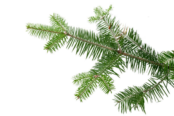 istock Evergreen tree branch isolated on white background 1272993445