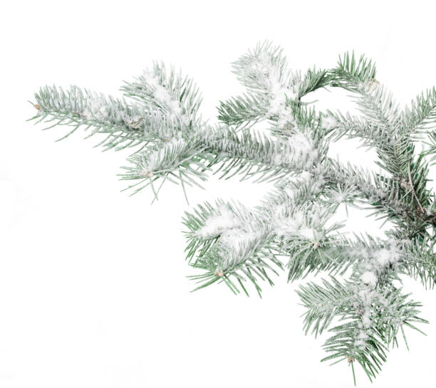 istock Evergreen tree branch isolated on white background 1272993779