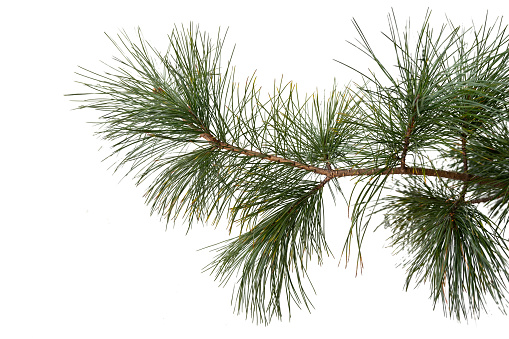 Beautiful evergreen tree branch isolated on white background