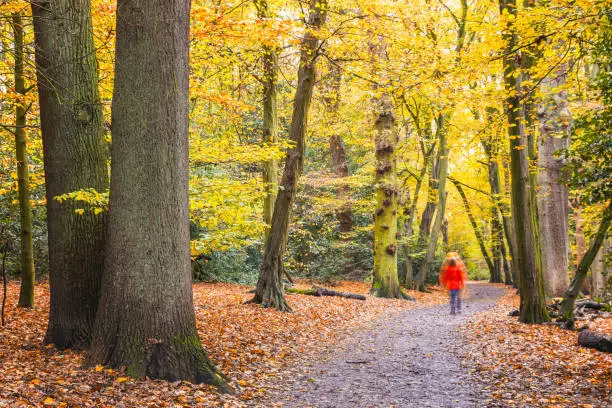 Photo of Walking trail with beautiful autumn scene in Highgate wood in North London