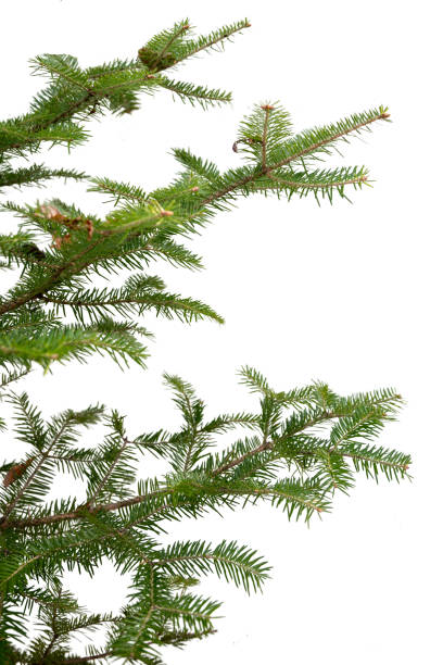 istock Evergreen tree branch isolated on white background 1272994732