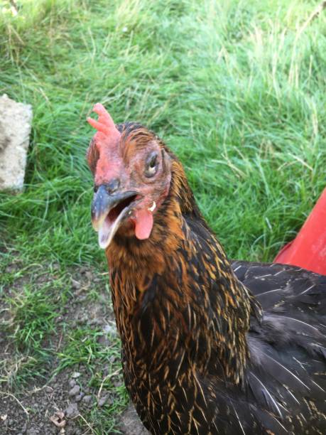 istock Chicken love pet love 1272995555