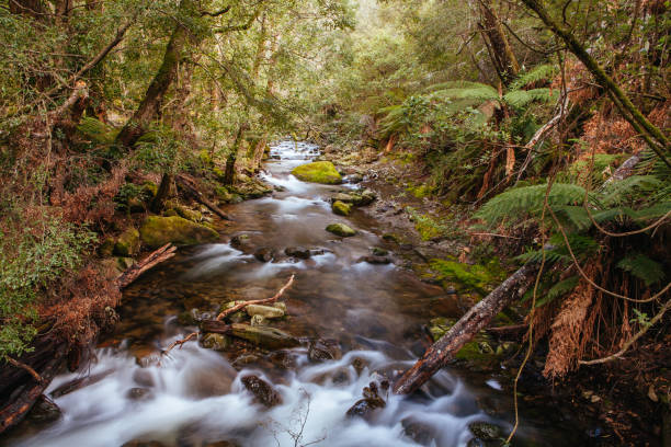 istock Liffey Falls in Tasmania Australia 1272995693