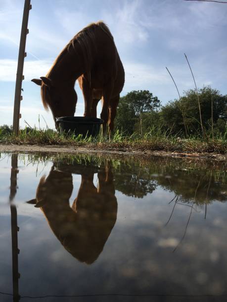 istock Pony love reflections in water 1272996397
