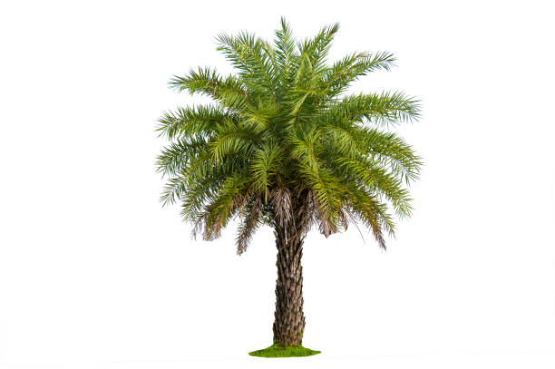 istock Palm tree wood gardening white background Isolates 1272996462