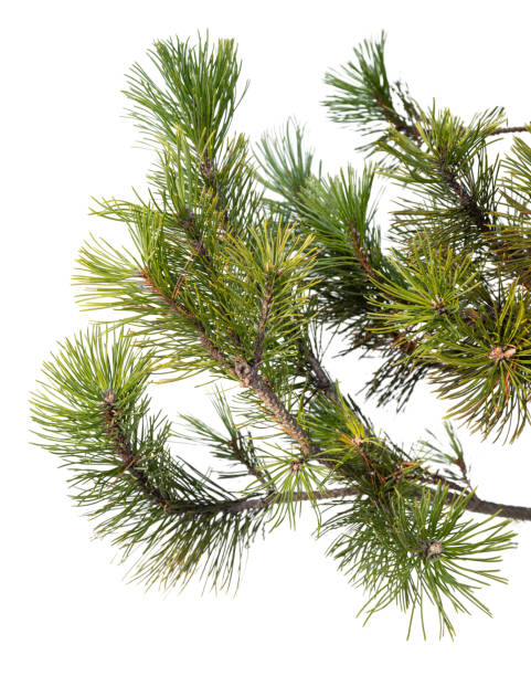 istock Evergreen tree branch isolated on white background 1272996468