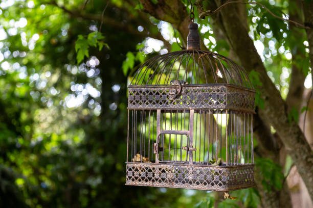 istock Decorative bird cage on the tree in the garden 1272997697