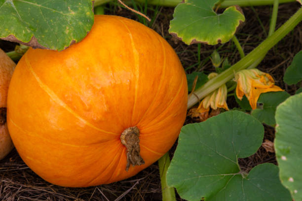 istock Orange pumpkin on growing on the field 1272998047