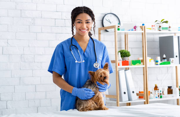 retrato de feliz médico veterinario afroamericano con lindo perrito en la clínica de animales - vet veterinary medicine young women female fotografías e imágenes de stock