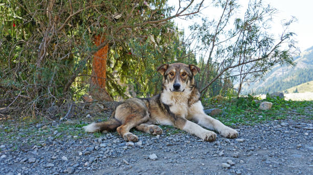 istock The dog is lying under a tree in the shade 1273001338