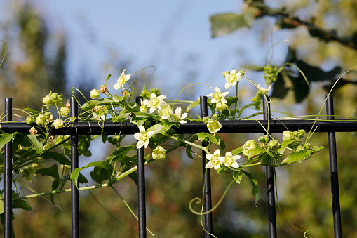 White bryony (Bryonia alba) is a wildflower / climbing vine of the cucumber family. In early autumn it will grow quickly to cover fences and walls as it uses its tendrils to climb upwards.