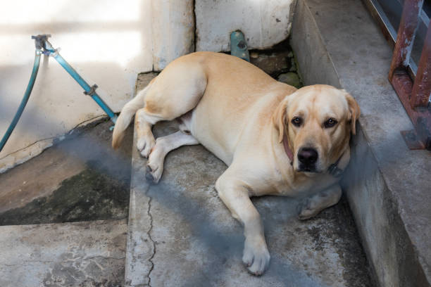 istock Labrador lying on a ladder in a steel cage. 1273002253