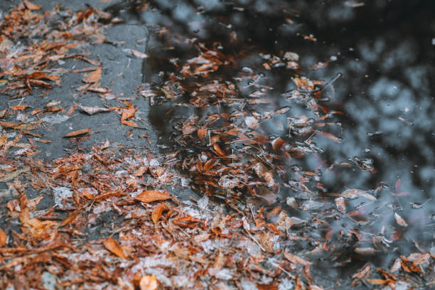 Faded leaves in a puddle on the dirty forest road. Autumn's specific. Selective focus. Shallow depth of field.