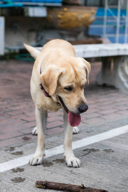 istock Labrador dog stands on the roadside. 1273003027