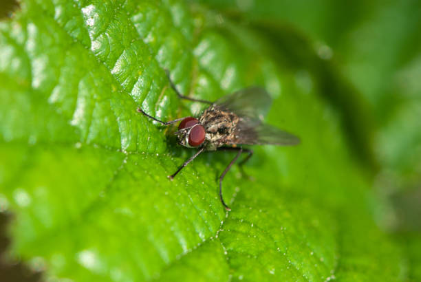 cernado gris sarcophaga volar con ojos compuestos rojos - close up animal eye flesh fly fly fotografías e imágenes de stock