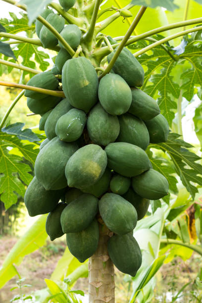 istock Green papaya on the tree. 1273005320