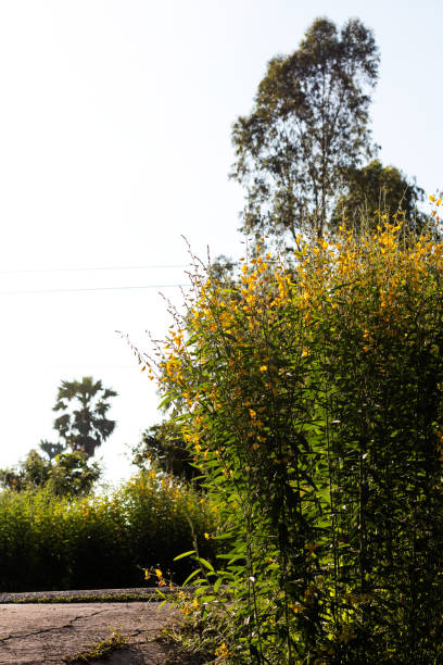 istock Crotalaria flowers with tall trees. 1273005647