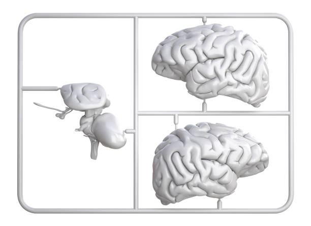 istock Model kit set with pink brain parts. 1273006558