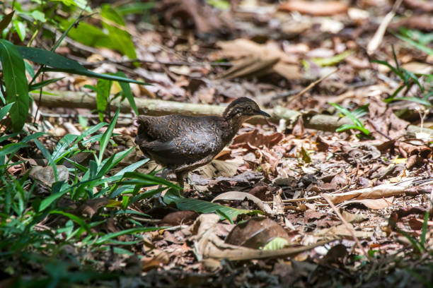 Brown tinamou Juvenile photographed in Santa Maria de Jetiba, Espirito Santo. Brown tinamou Juvenile photographed in Santa Maria de Jetiba, Espirito Santo. Southeast of Brazil. Atlantic Forest Biome. Picture made in 2016. oviparity stock pictures, royalty-free photos & images