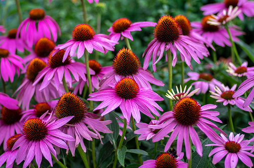 Coneflower garden in urban area