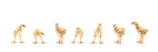 istock Isolated Little Rhode Island Red baby chicken team stand in a row on solid white clear background in studio light. 1273008326