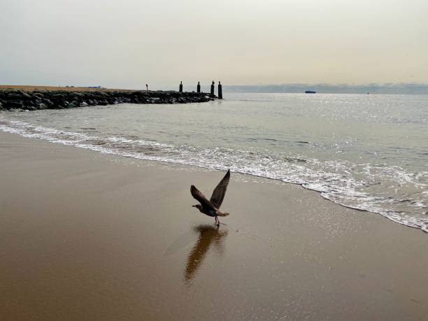 istock Seagull south beach Staten Island 1273008355