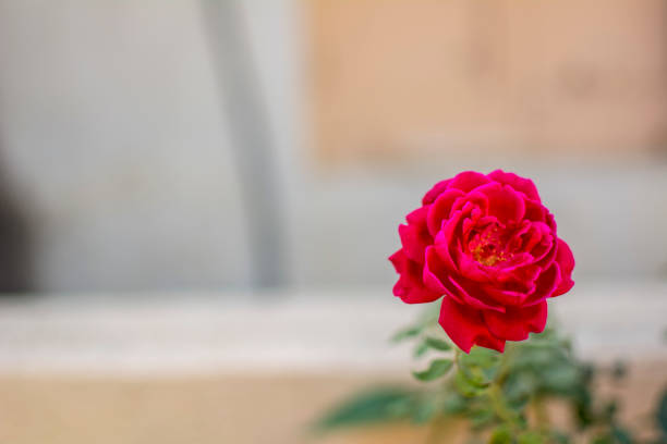 istock Zoom image of Single Red rose with green leaf in blurry background 1273009978
