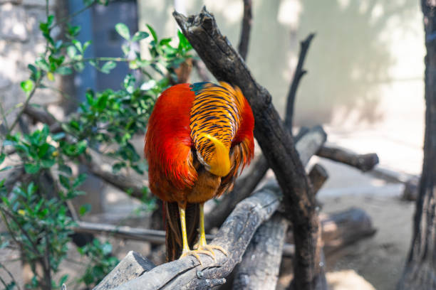 istock Golden Pheasant on a branch 1273010086