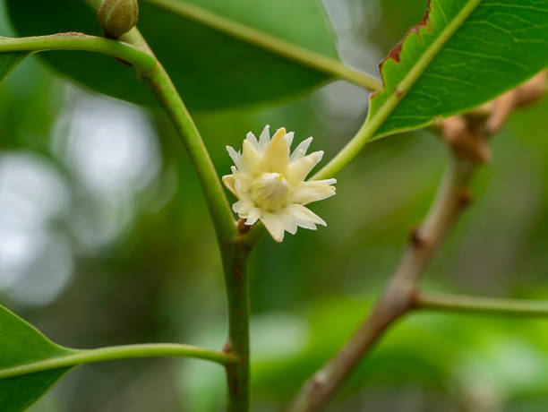 istock Fresh Bullet wood flower on branch with blur background 1273010249