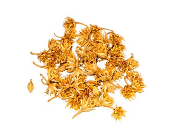 istock Dry Bullet wood flower on white background 1273010313