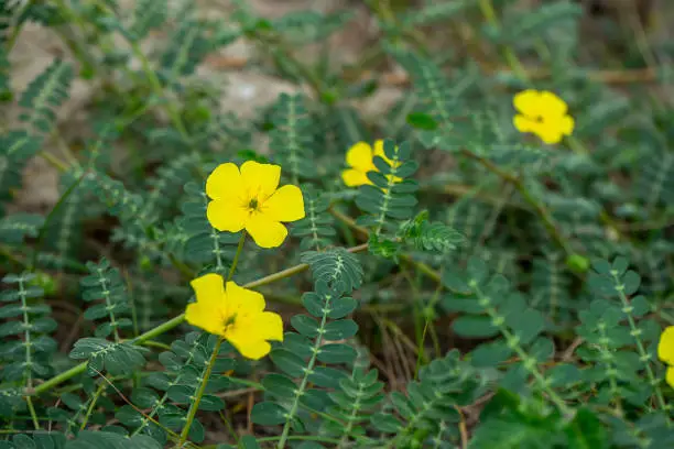 Photo of The yellow flower of devil's thorn (Tribulus terrestris plant) with leaves