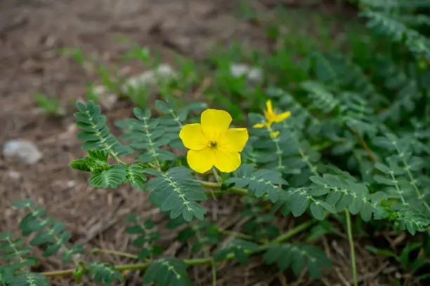 Photo of The yellow flower of devil's thorn (Tribulus terrestris plant) with leaves