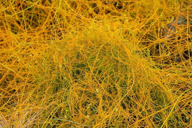 istock Close up Dodder plant on the ground 1273010487
