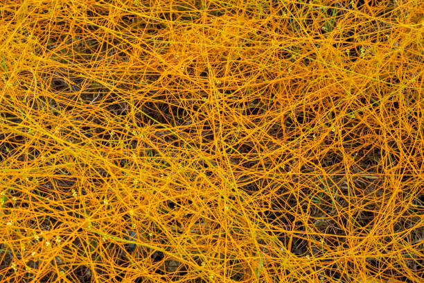 istock Close up Dodder plant on the ground 1273010535