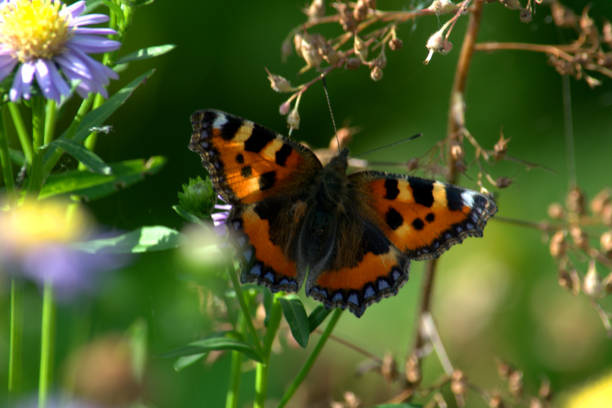 istock Small tortoiseshell butterfly pollinating Michaelmas daisy flowers 1273011337