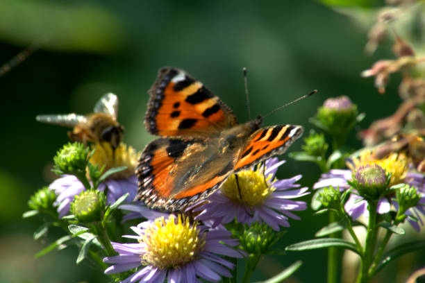 istock Small tortoiseshell butterfly pollinating Michaelmas daisy flowers 1273011425