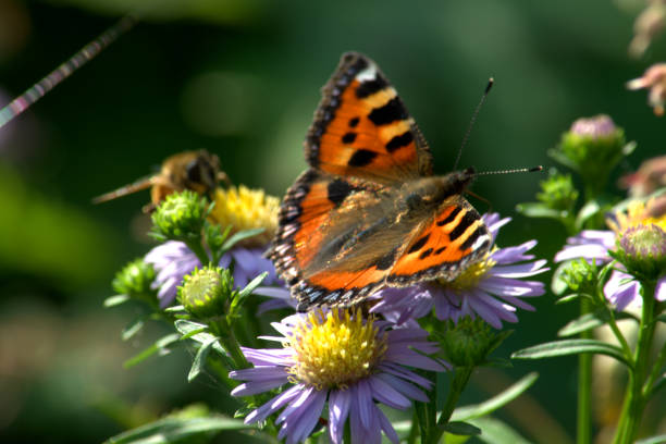 istock Small tortoiseshell butterfly pollinating Michaelmas daisy flowers 1273011745