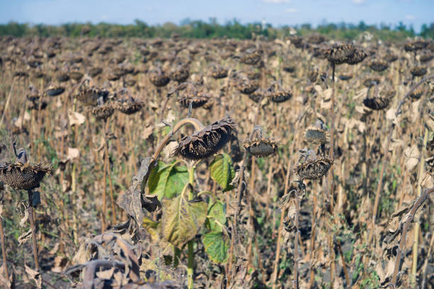 Dry sunflowers in autumn day, outdoor shot