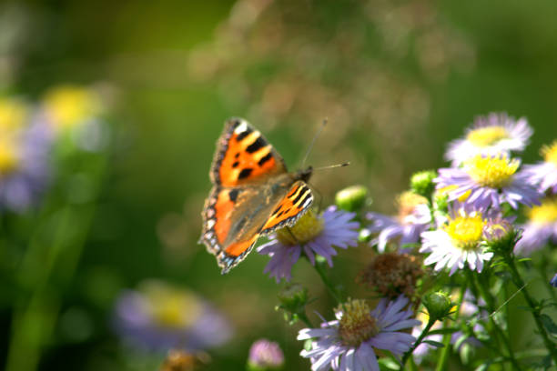 istock Small tortoiseshell butterfly pollinating Michaelmas daisy flowers 1273012061