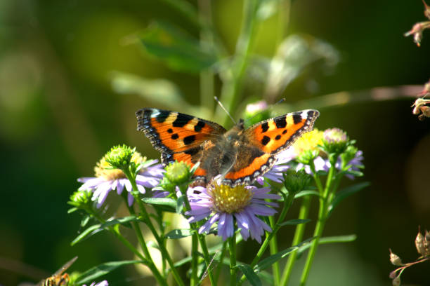 istock Small tortoiseshell butterfly pollinating Michaelmas daisy flowers 1273012615