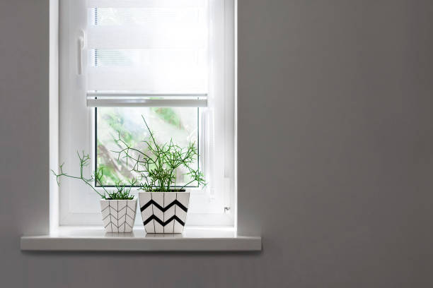 istock Two flower pots with geometric patterns with rhipsalis plants planted in them stand on windowsill with partially raised roller blind 1273012686