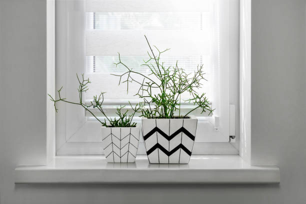 istock Two flower pots with geometric patterns with rhipsalis plants planted in them stand on windowsill with roller blind 1273013013
