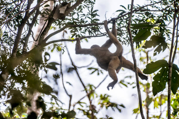 70+ Fotos, Bilder und lizenzfreie Bilder zu Northern Muriqui iStock