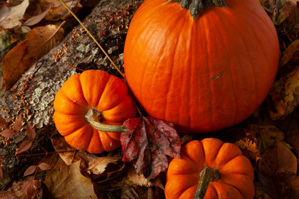 istock A fall themed composition with pumpkins on fallen autumn leaves 1273013157