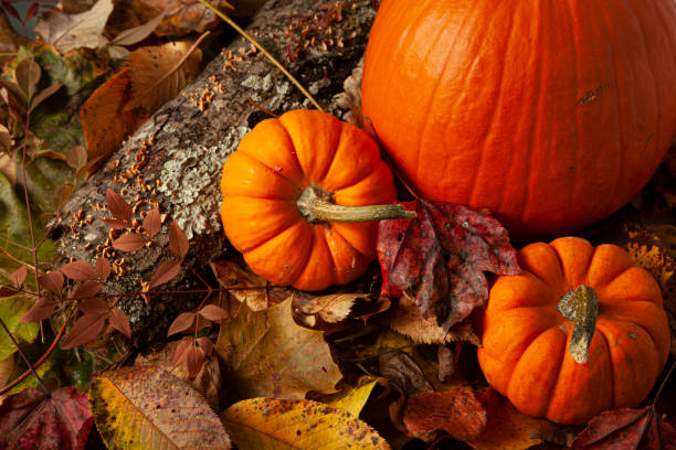 A fall themed composition with pumpkins on fallen autumn leaves