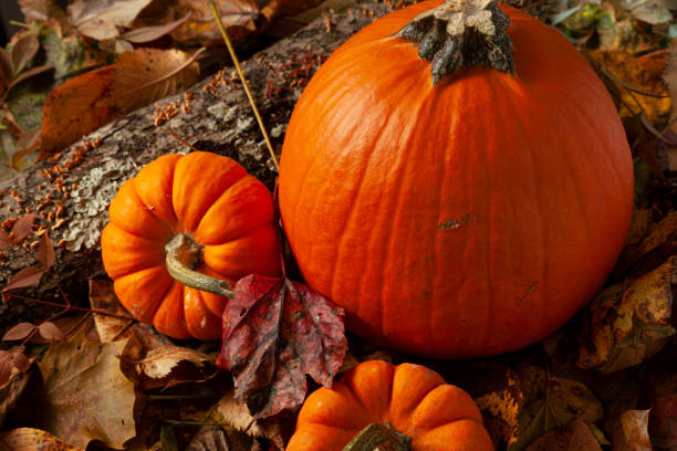 istock A fall themed composition with pumpkins on fallen autumn leaves 1273013215